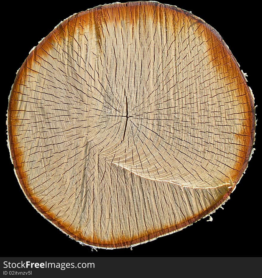 The cut of a birch on a black background is shown on the image. The cut of a birch on a black background is shown on the image.