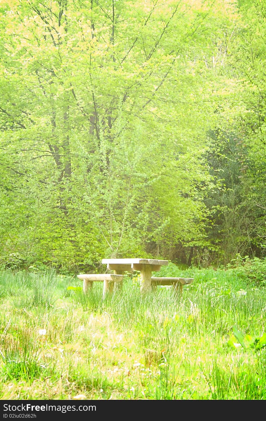 Bench In The Forest