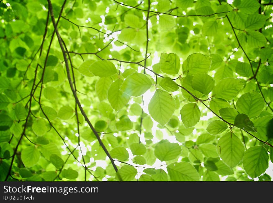 Leaves in the forest