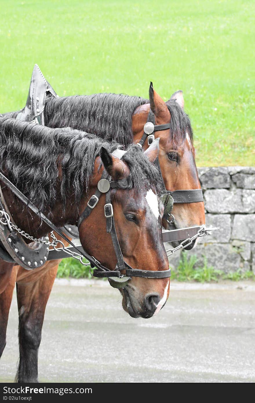 Pair of horses in a vehicle. Pair of horses in a vehicle