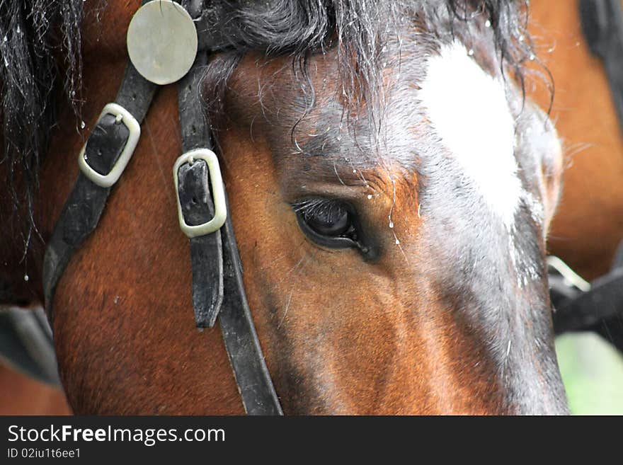 Bay a horse with a white mark in a harness. Bay a horse with a white mark in a harness