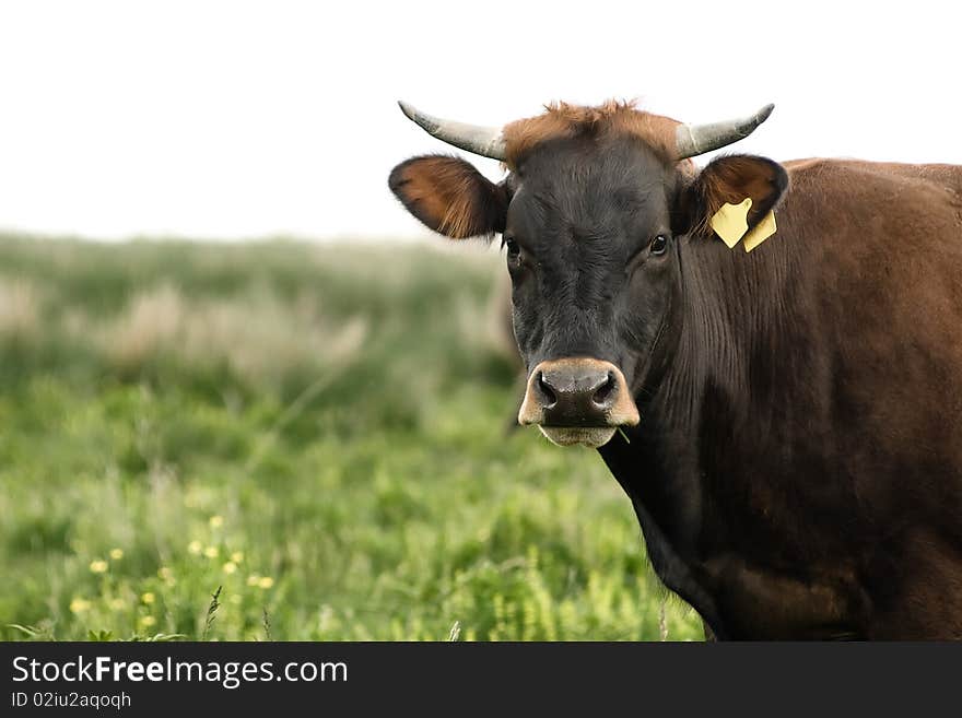 Cow staring at the camera