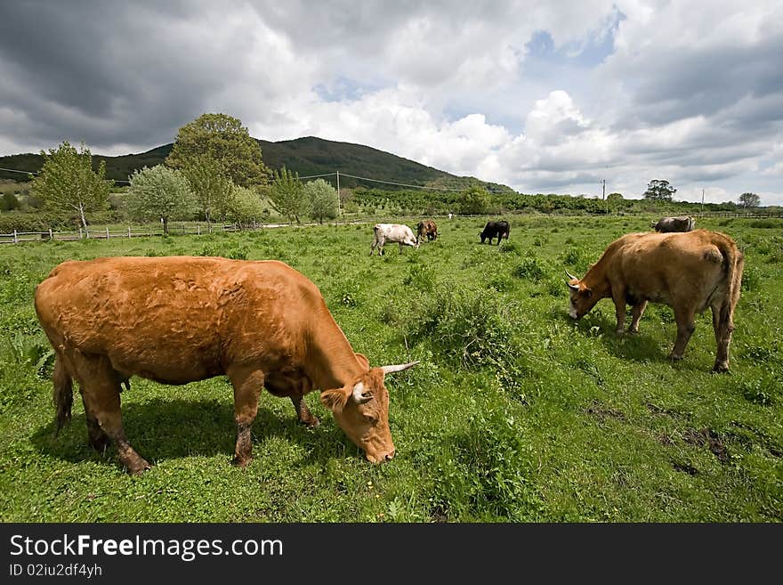 Cows in the field