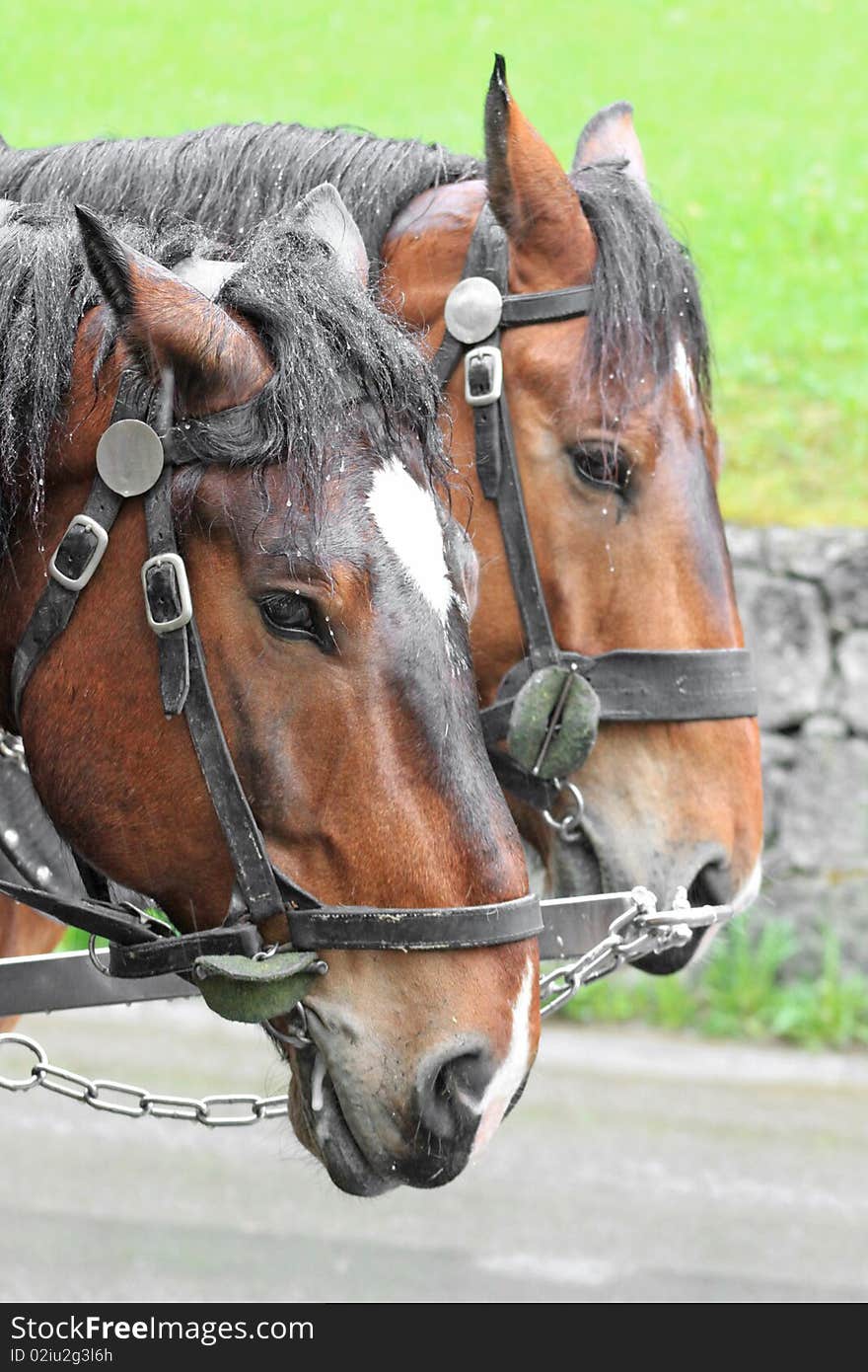 Pair of horses in a vehicle. Pair of horses in a vehicle