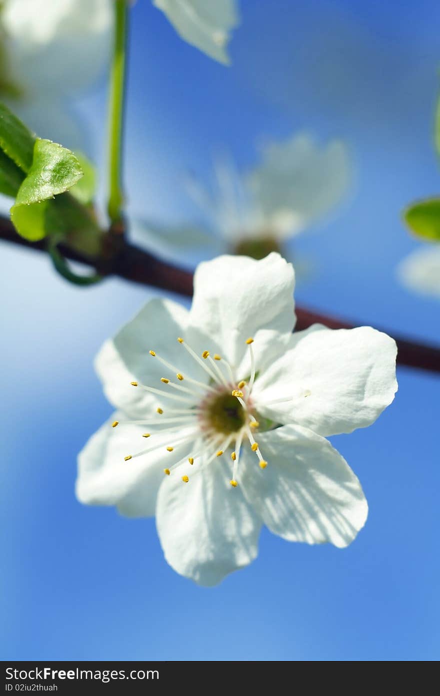 Cherry Flower