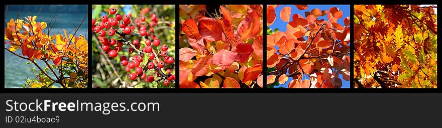 Autumn wild forest details under the blue sky