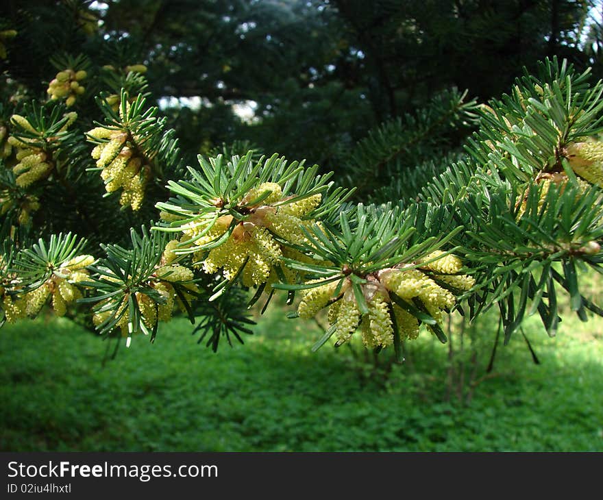 Blooming firtree