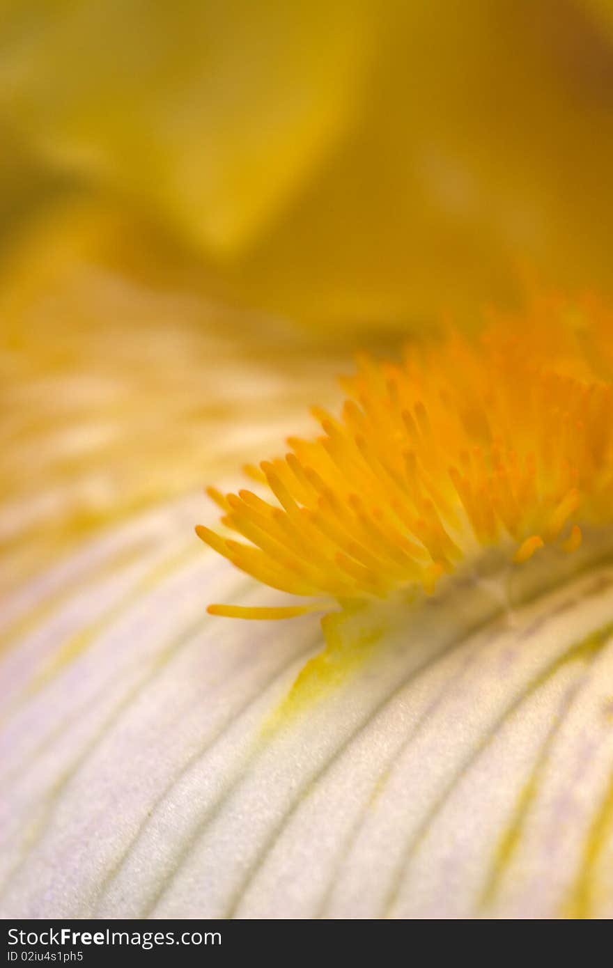 Close up shot of yellow Iris flower details. Close up shot of yellow Iris flower details