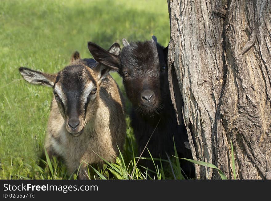 Two funny kids looking out of the tree stem. Two funny kids looking out of the tree stem