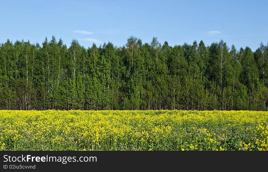 Very beautiful panorama of blooming yellow flowers of the field on a background of green forest and blue sky. Very beautiful panorama of blooming yellow flowers of the field on a background of green forest and blue sky.