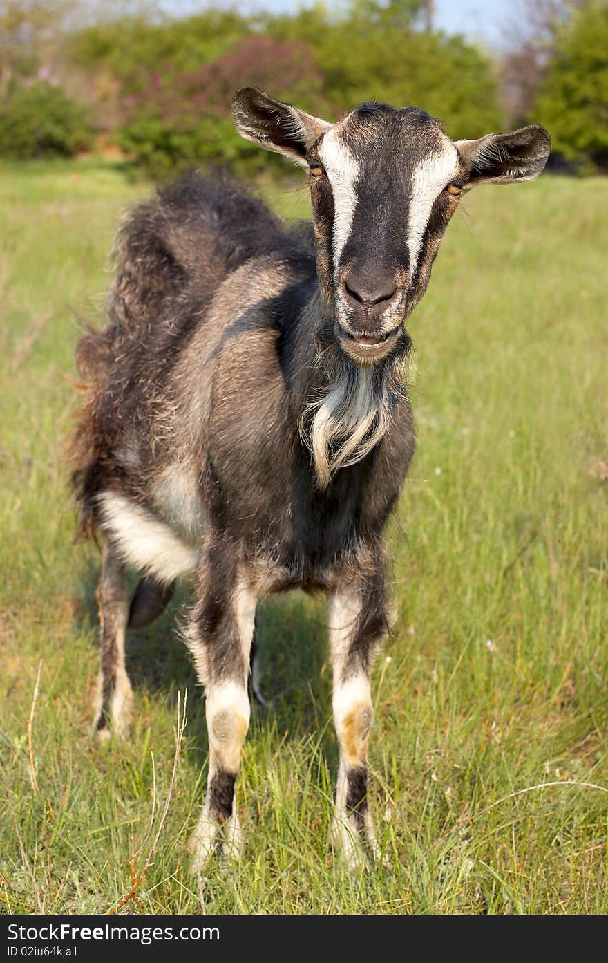 Funny goat grasing at lawn