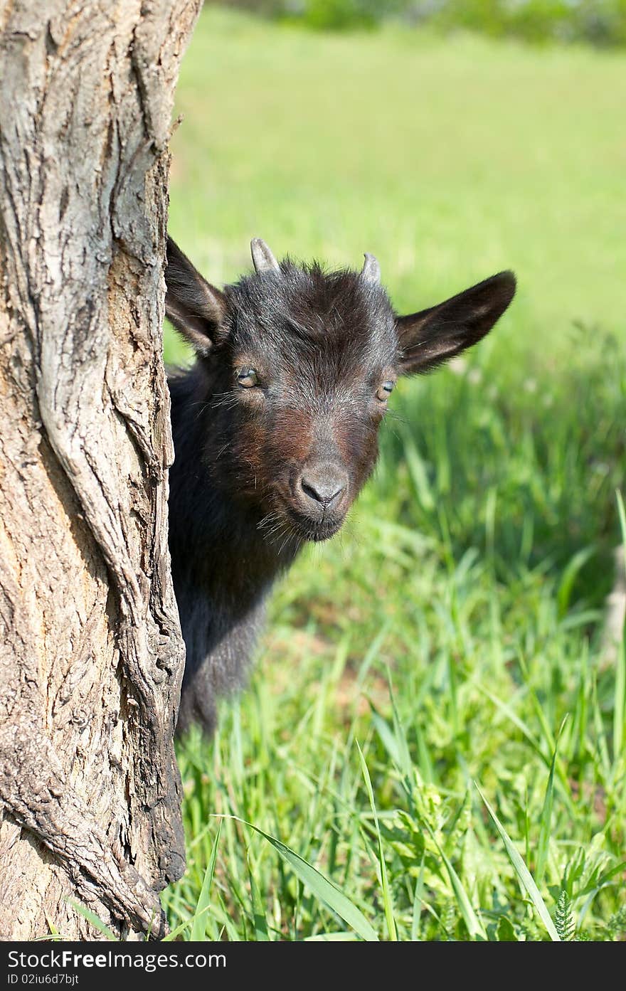 Funny black goatling looking out of the tree stem