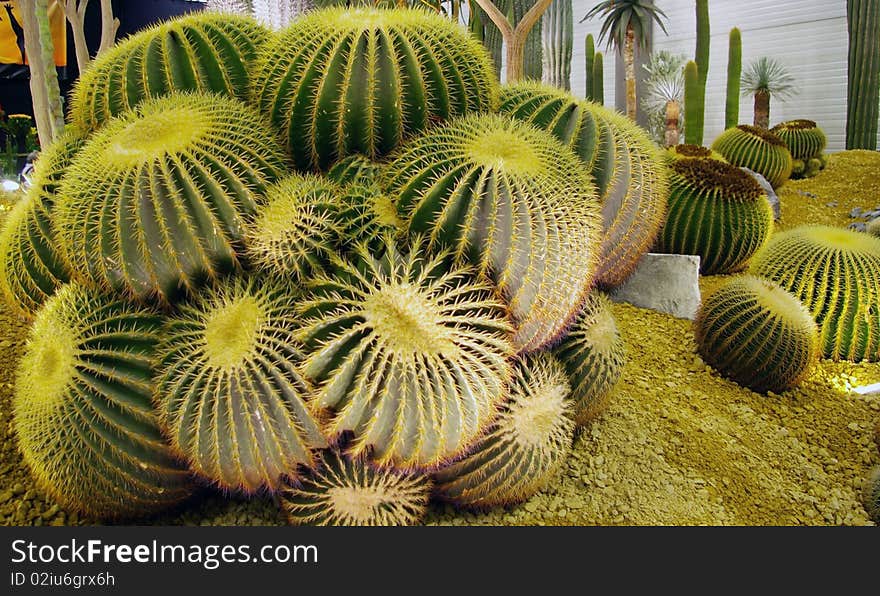 Close up of Golden Barrel Cactus, Echinocactus grusonii, at a gardening show, Gent, Belgium. Close up of Golden Barrel Cactus, Echinocactus grusonii, at a gardening show, Gent, Belgium.