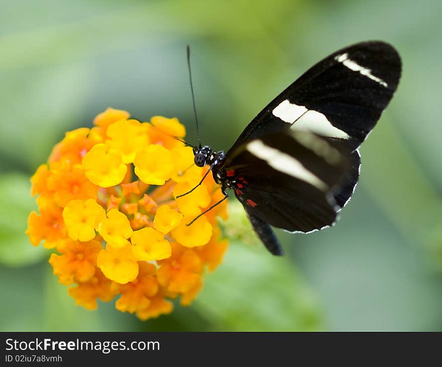 Beautiful Banded Orange Heliconian is feeding on yellow flowers. Beautiful Banded Orange Heliconian is feeding on yellow flowers