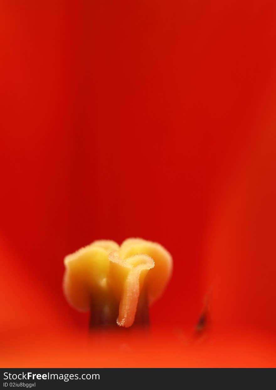 Extreme macro shot of a red tulip