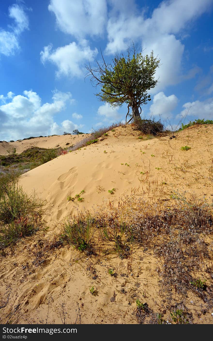 Lonely tree among the sand