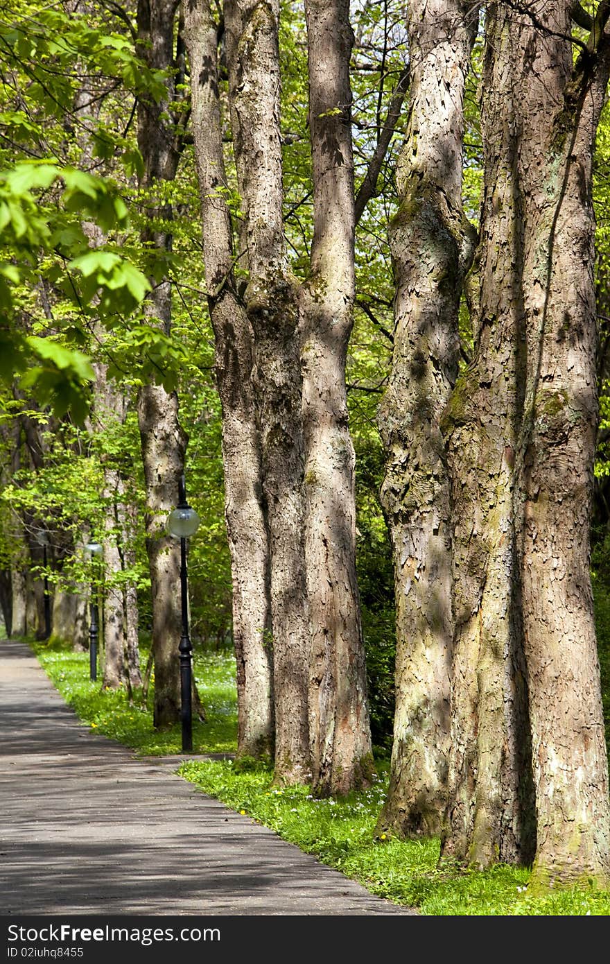 Park trees at the end of a gravel path in a park. Park trees at the end of a gravel path in a park.