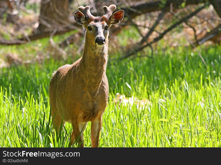 White-tailed Deer Buck in marsh grass with new antlers