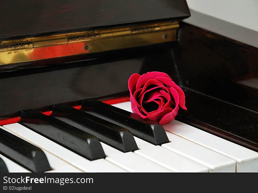 Closeup Of Rose On Piano Keyboard