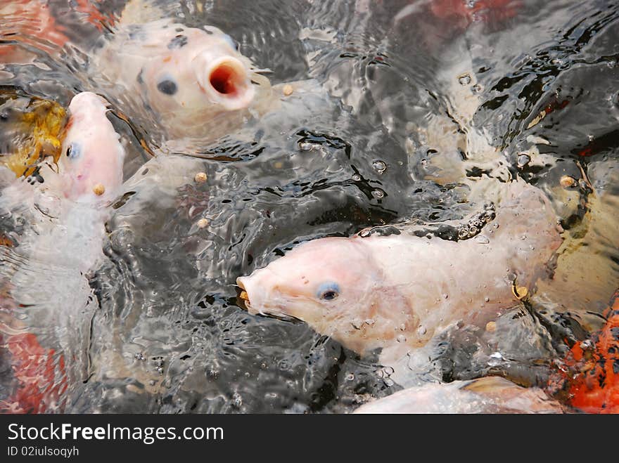 In a pond at a miniature golf course in Cape Cod, Massachusetts, little golfers are rewarded for playing a round by feeding the fish. As seen from the photo, they eat in a frenzy. In a pond at a miniature golf course in Cape Cod, Massachusetts, little golfers are rewarded for playing a round by feeding the fish. As seen from the photo, they eat in a frenzy.