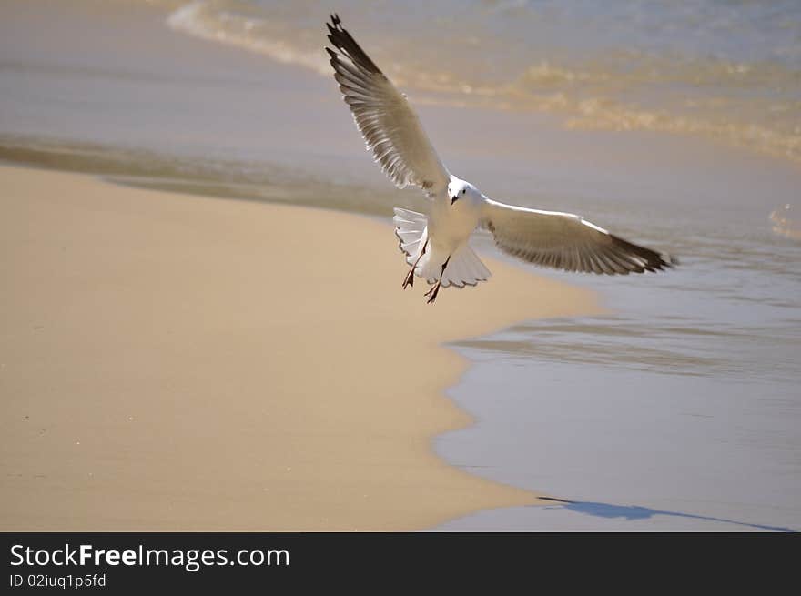 Seagull wings