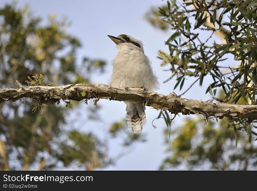 White kookaburra on a paper bark tree