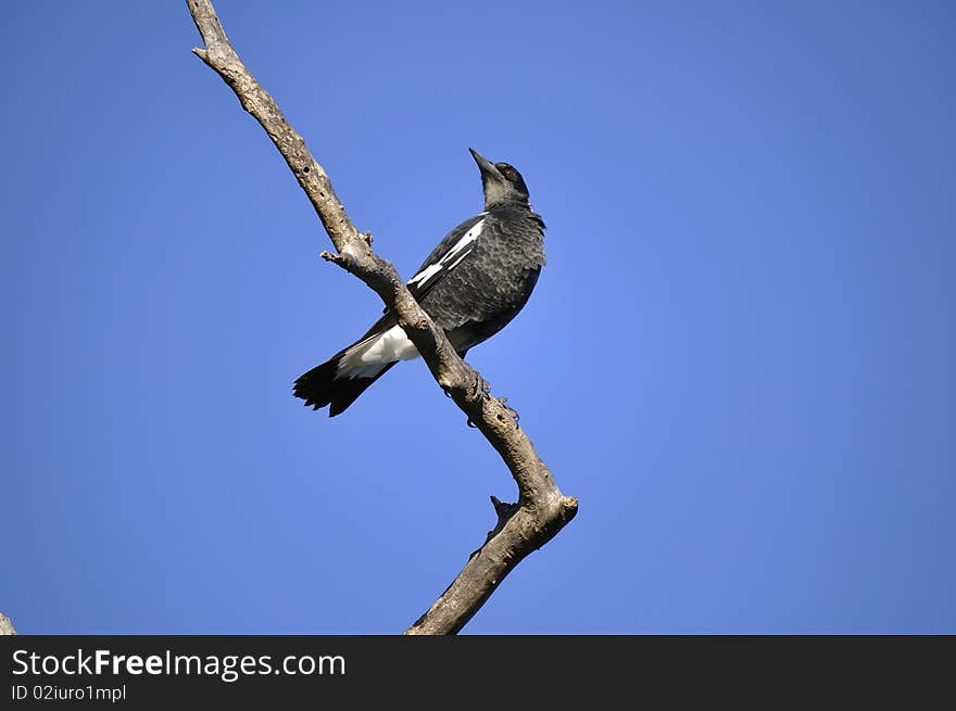 A young Australian magpie on lookout sitting atop a right angled tree branch in the afternoon sun.