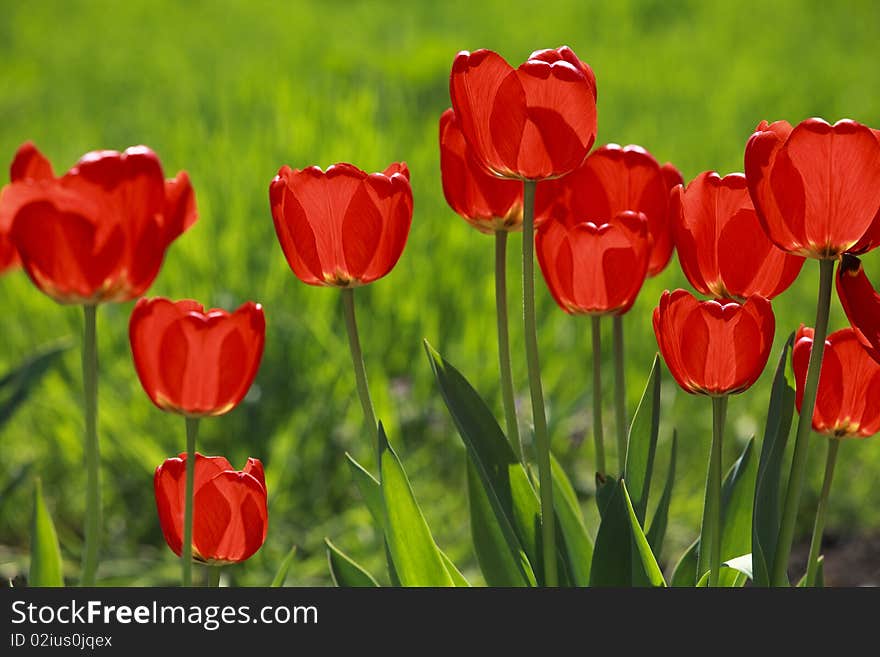 Red tulips