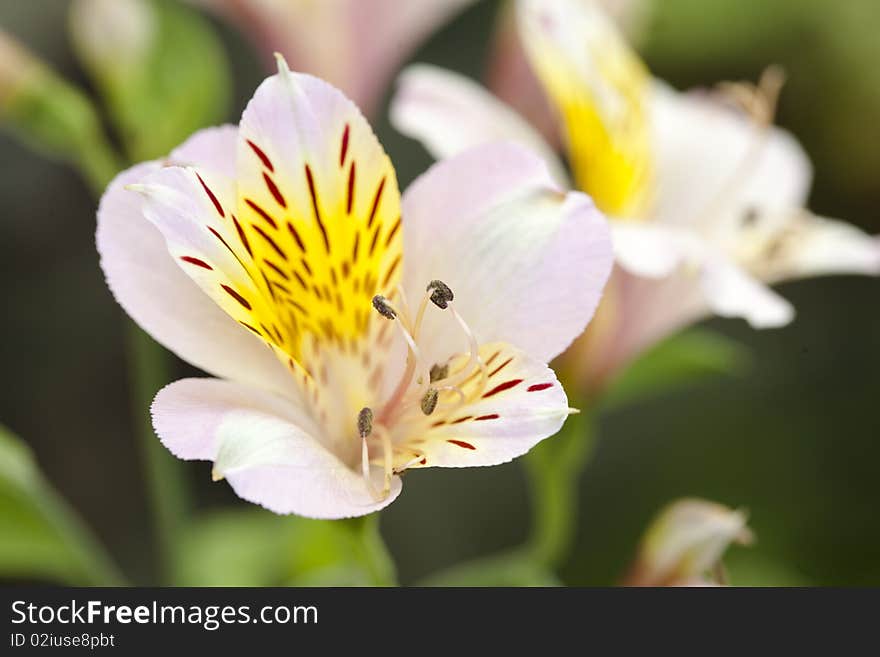 Alstroemeria flowers