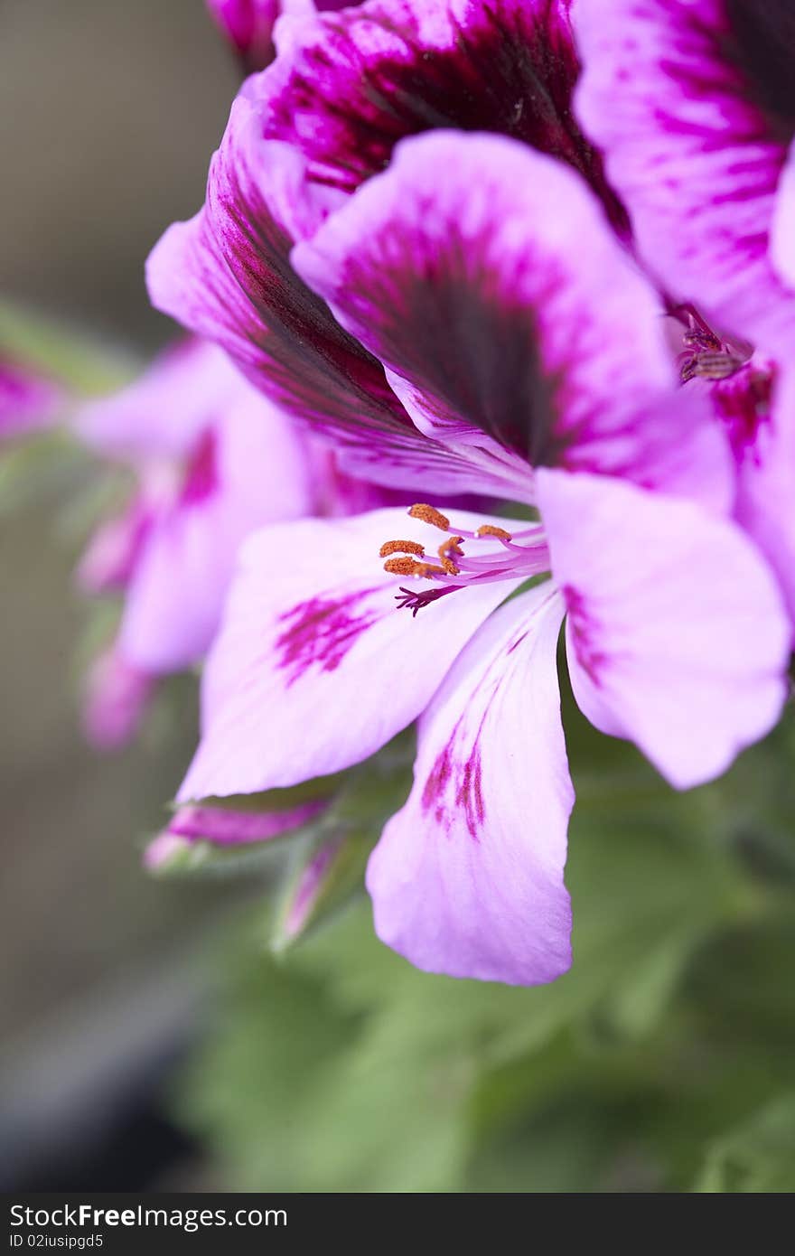 Peruvian lily, Alstroemeria