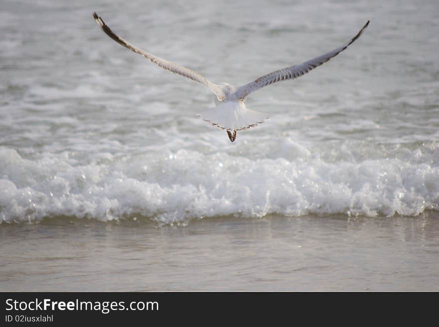 Seagull flying away from camera