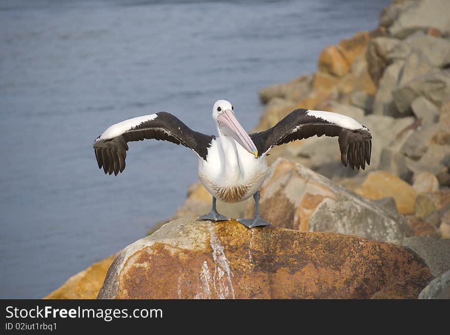 Pelican drying it s wings