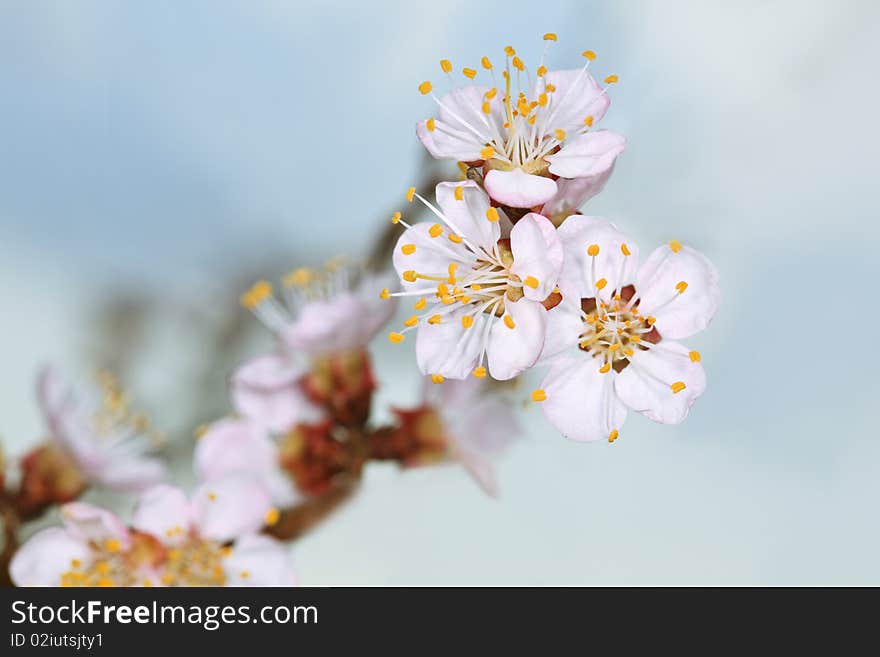 Spring Cherry Blossom