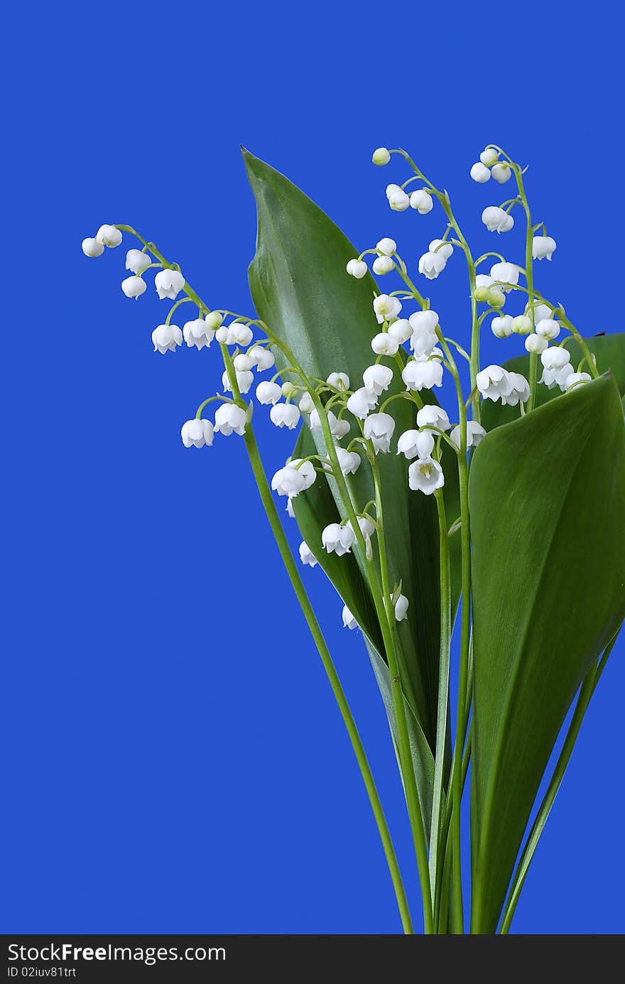 Blooming lilies of the valley