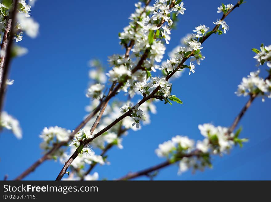 Branch of plum blossoms against the blue sky