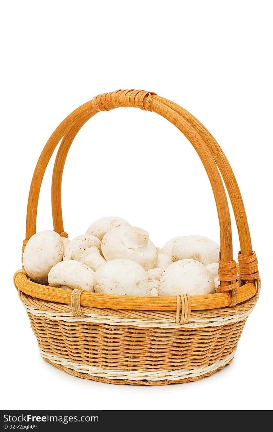 Wattled basket with field mushrooms isolated