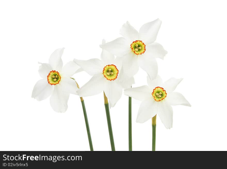 Group of daffodil flowers