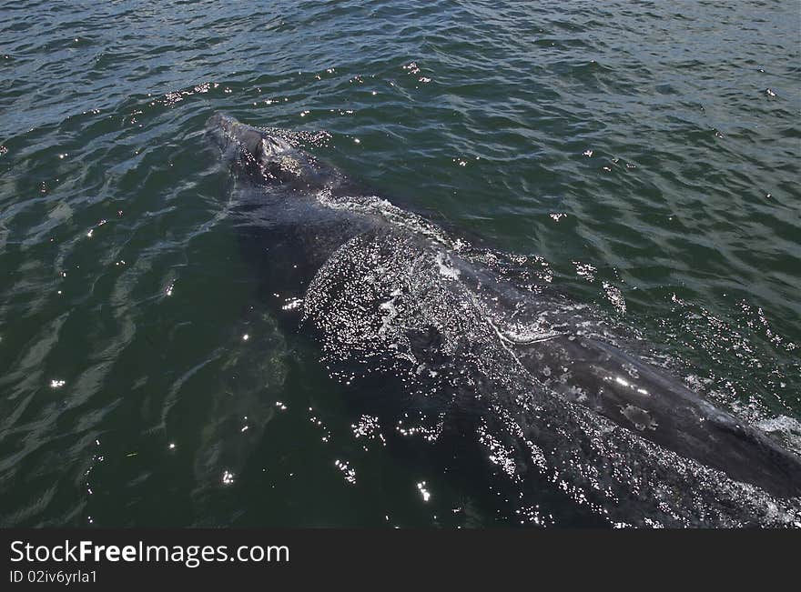 Gray Whale, Baja California