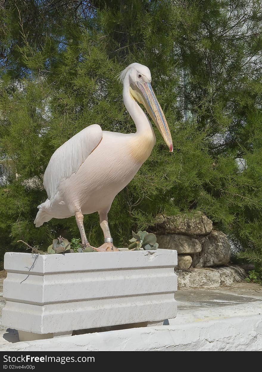 White pelican stands on the flowerbed