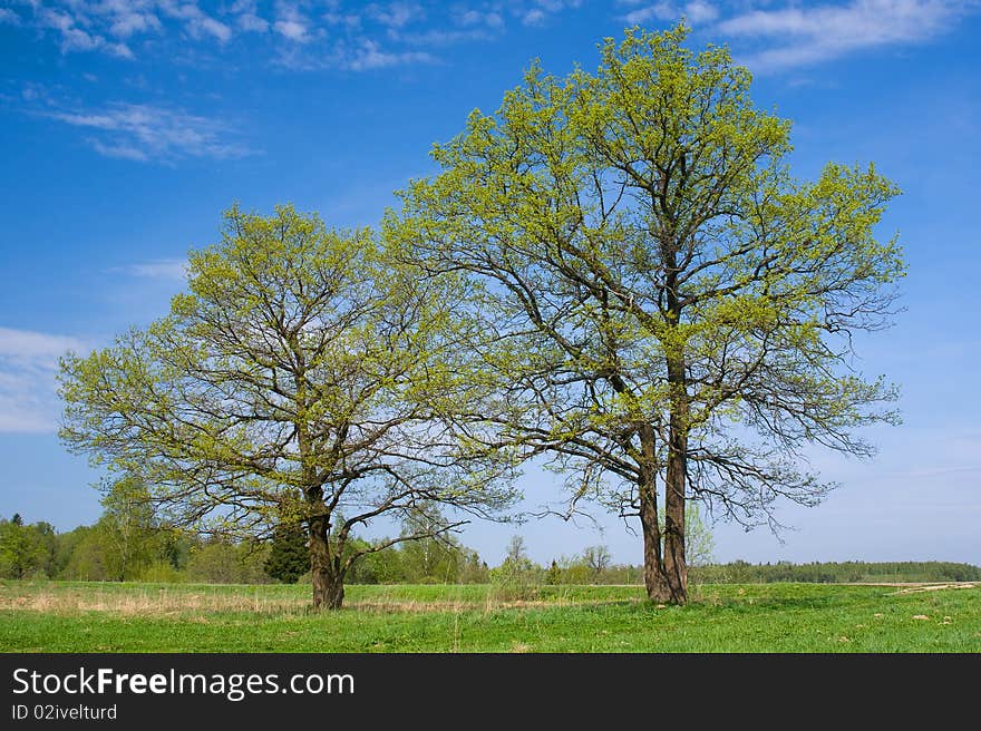 Two Oaks On The Spring Sunny Meadow.