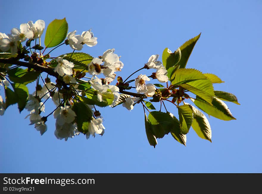 Flowering branch on blue sky. Flowering branch on blue sky