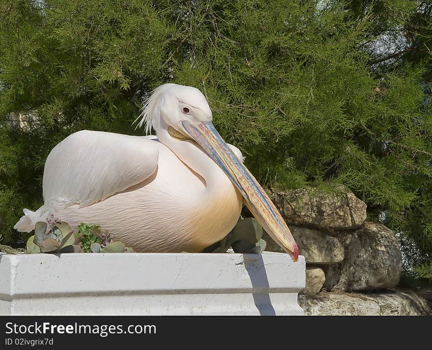 White pelican sitting on a flower bed near the green bush. White pelican sitting on a flower bed near the green bush...