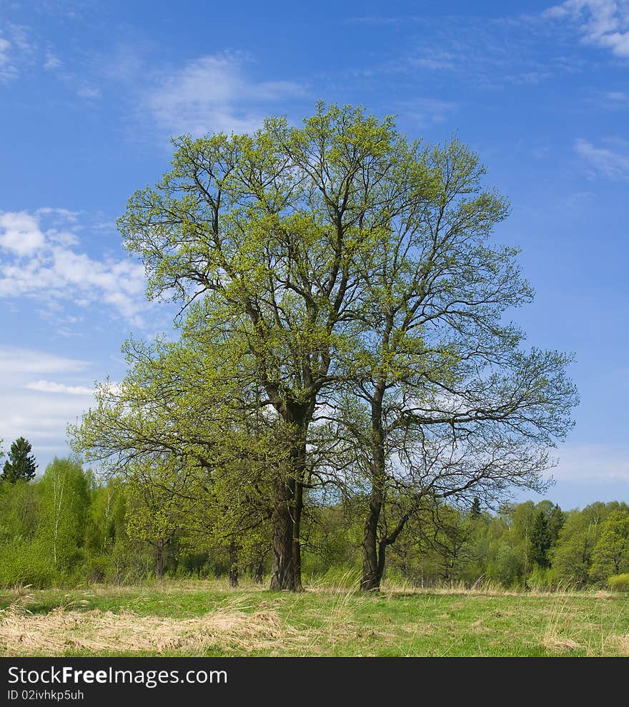 Oaks on the spring sunny meadow