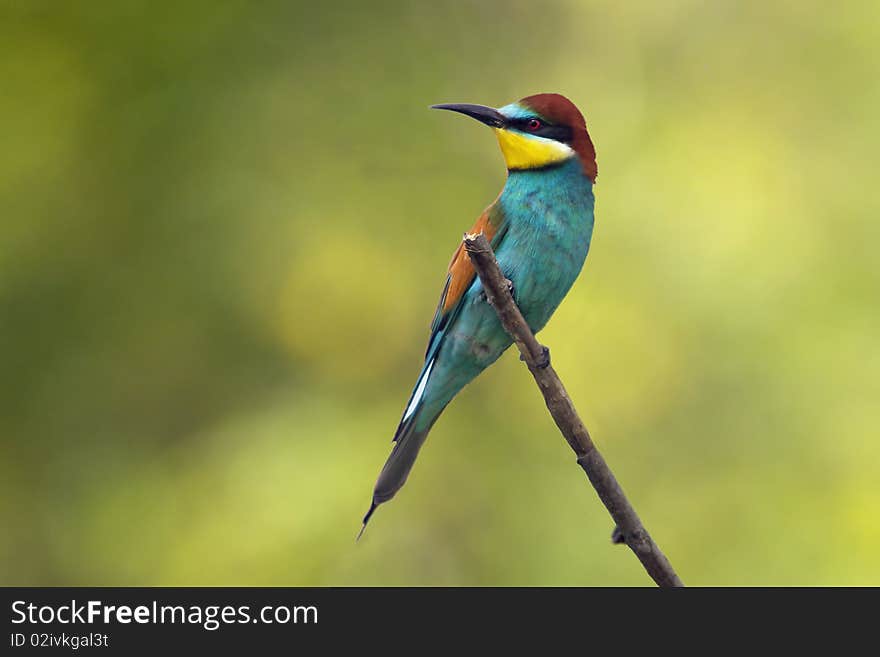 European bee eater on branch