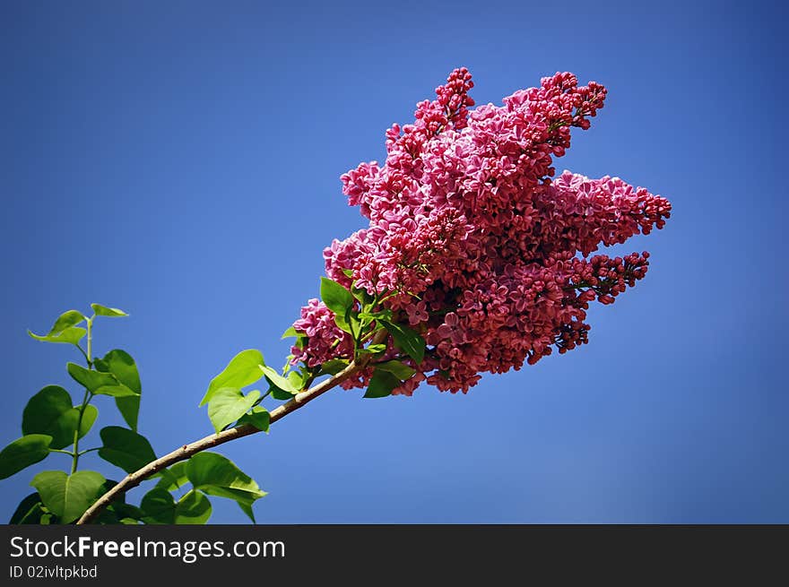 Bush of a blossoming lilac against the pure blue sky. The middle of May.