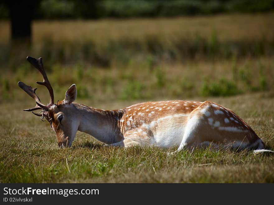 Sika deer relaxing on a sun