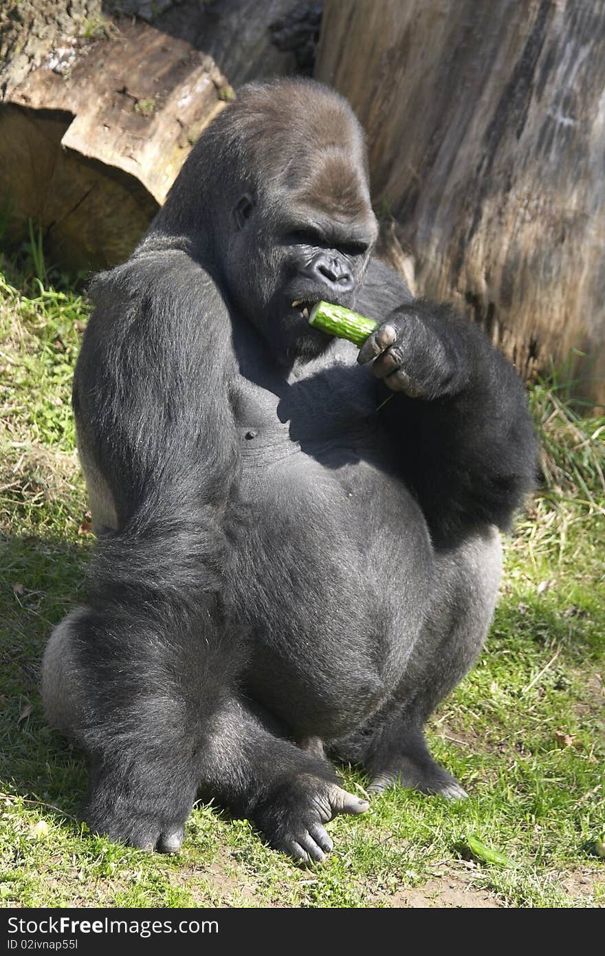 Big Gorilla eating a cucumber