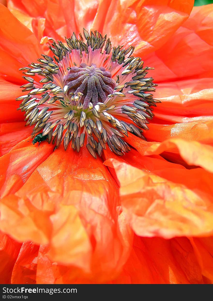 Macro shot of bright red poppy, selective focus