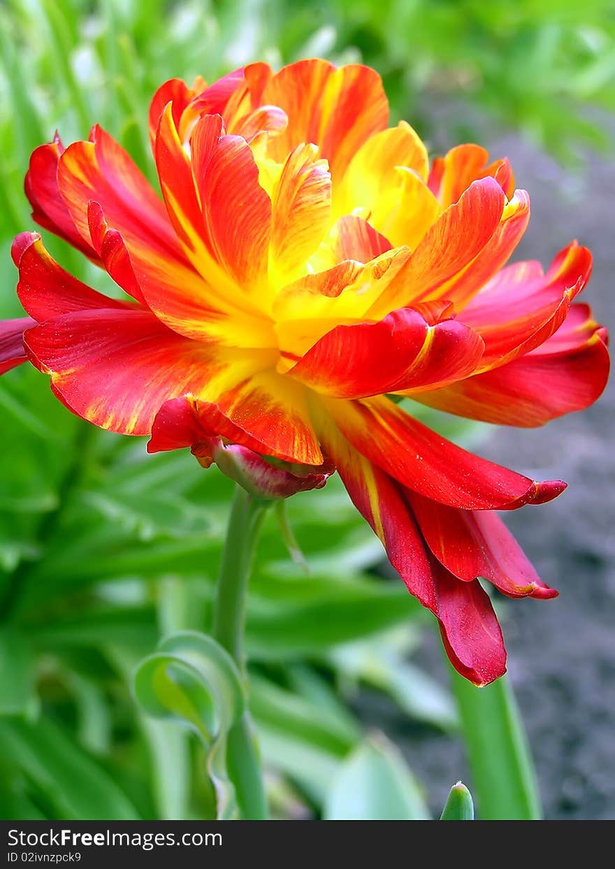 Red-yellow multipetal selection tulip on a blurred green background. Red-yellow multipetal selection tulip on a blurred green background