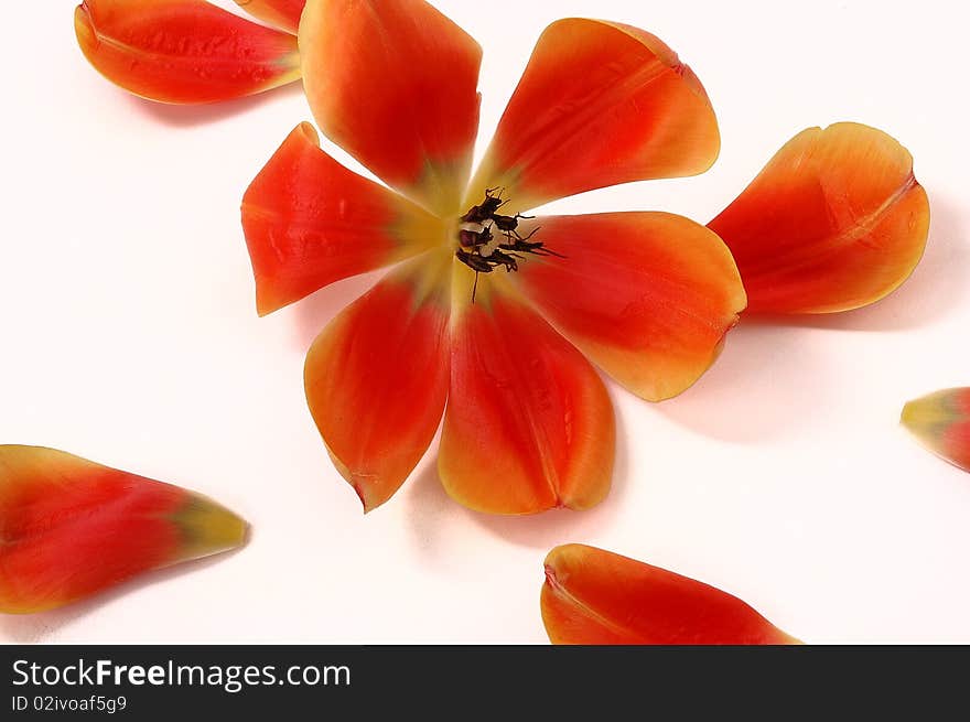 Tulip petal on white  background